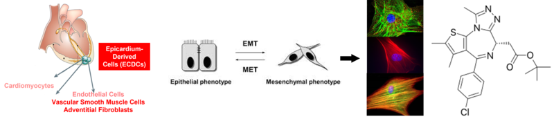 Cardiac repair cardiac repair